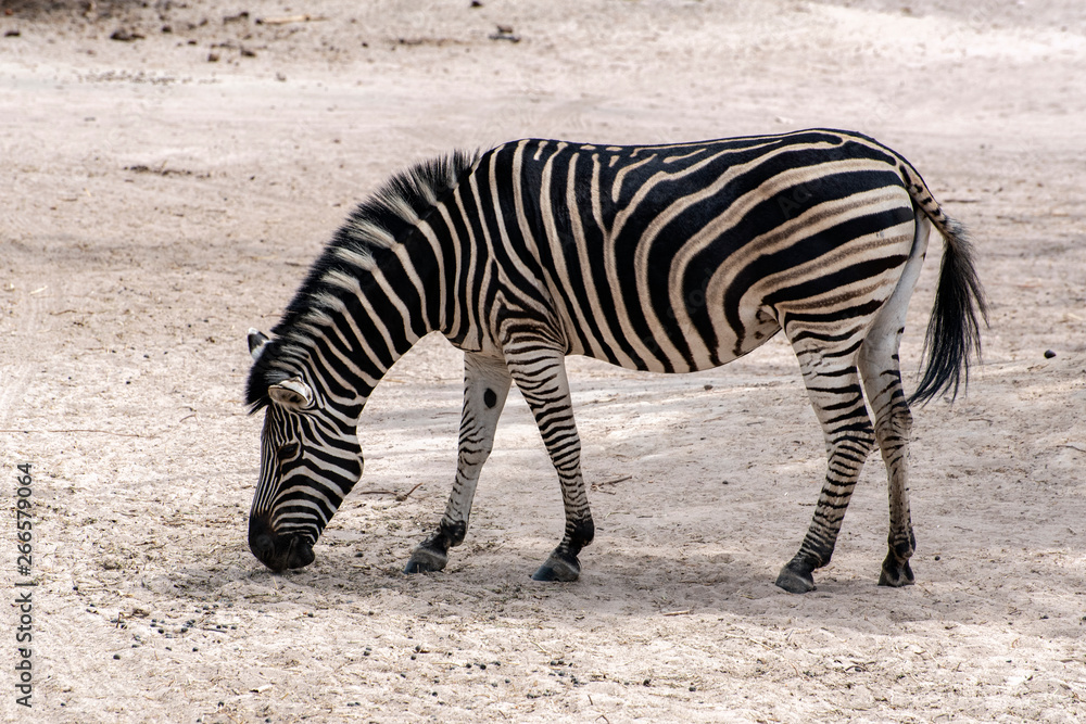 Plains Zebra (Equus quagga), wild life animal Plains Zebra (Equus quagga), wild life animal