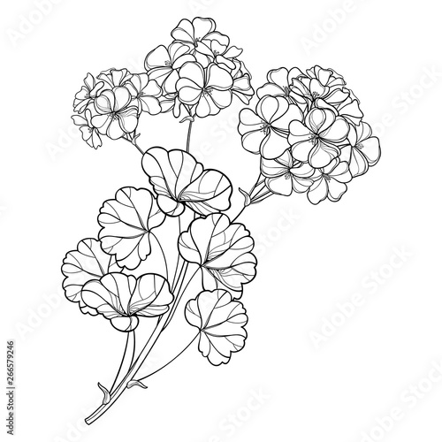 Branch with outline Geranium or Cranesbills flower bunch and ornate leaf in black isolated on white background.