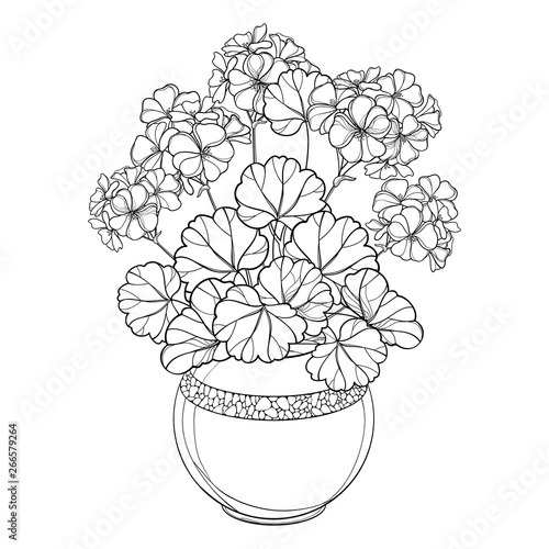 Bouquet with outline Geranium or Cranesbills flower bunch and ornate leaf in flowerpot in black isolated on white background.