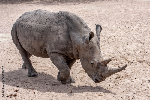 White rhinoceros (Ceratotherium simum) in natural habitat, Africa 