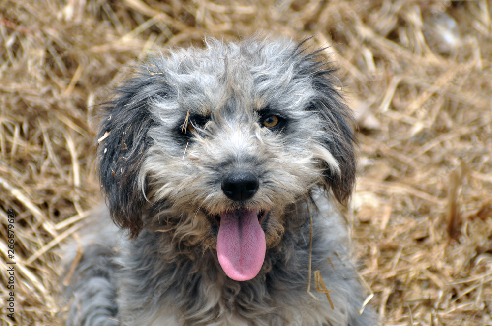Hund im Stroh Hund im Stroh
