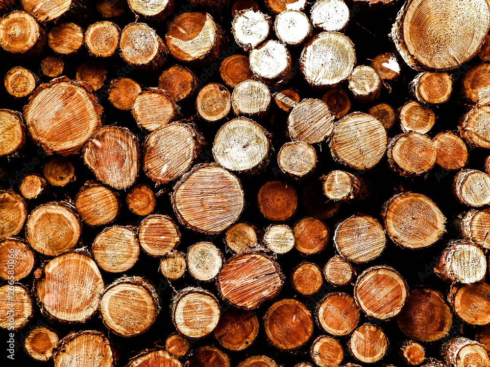 Forest clearance - wooden beams as nature background. Forest clearance - wooden beams as nature background.