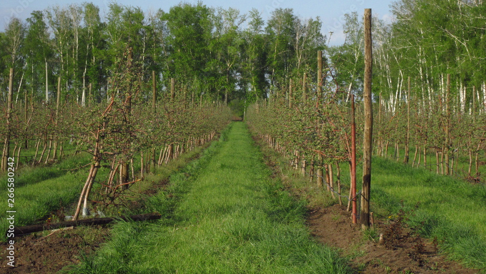 Foto early spring orchard