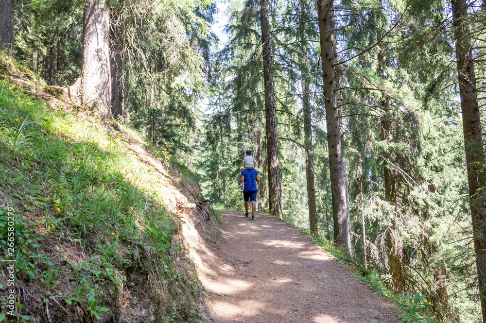 Obraz premium Alpine wood in the Gressoney valley near Monte Rosa