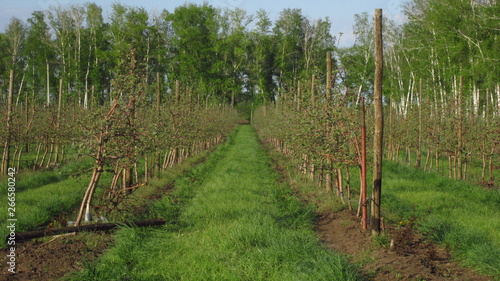 Bild auf Leinwand early spring orchard