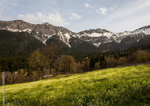 mountain fields forest view in spring time snow melting beauty freedom