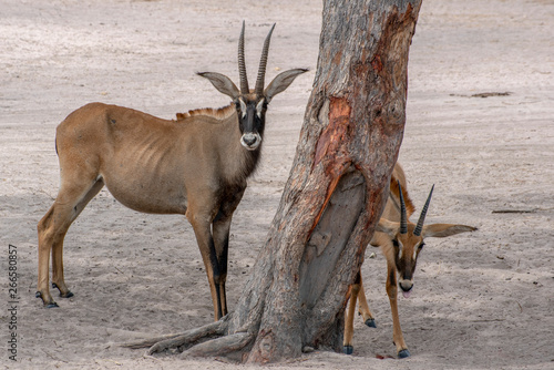 Roan antelope, Hippotragus equinus, savanna antelope found in West, Central,  East and Southern Africa. Detail portrait of antelope. photo