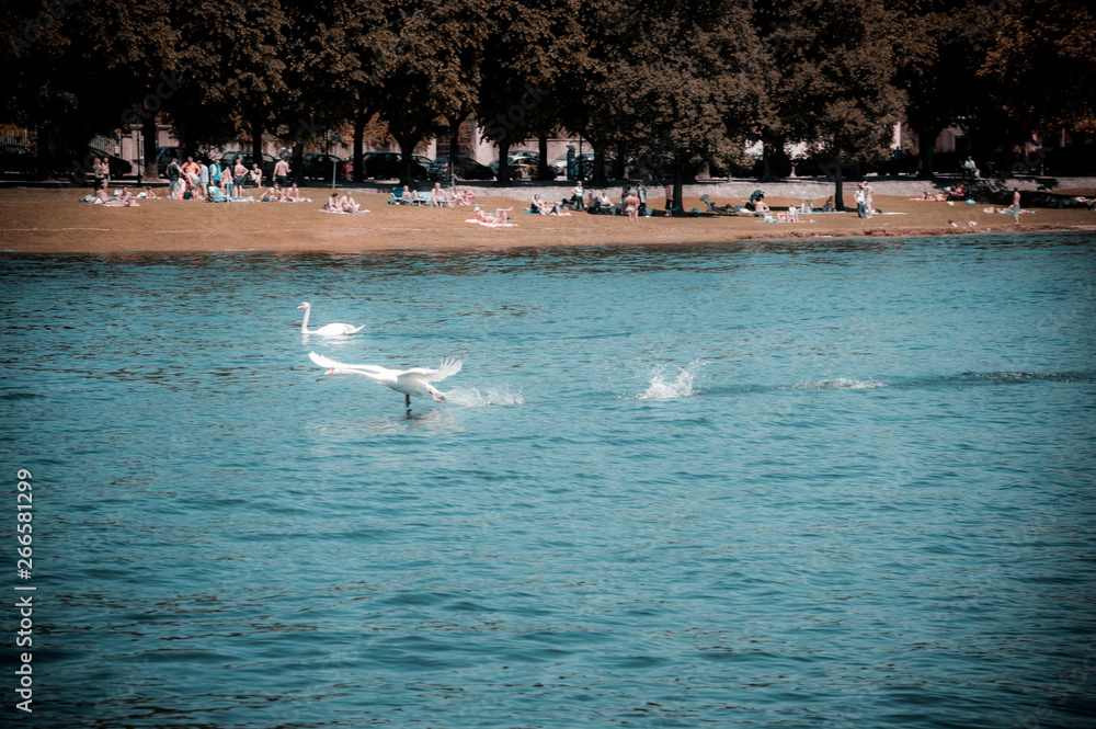 Swan that flies on the water on Lake Maggiore