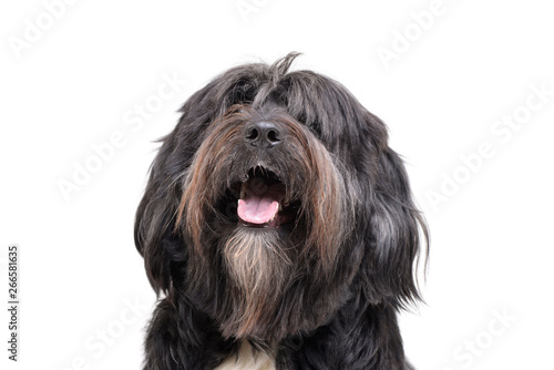 Portrait of an adorable Tibetan Terrier with long, eyes covering hair