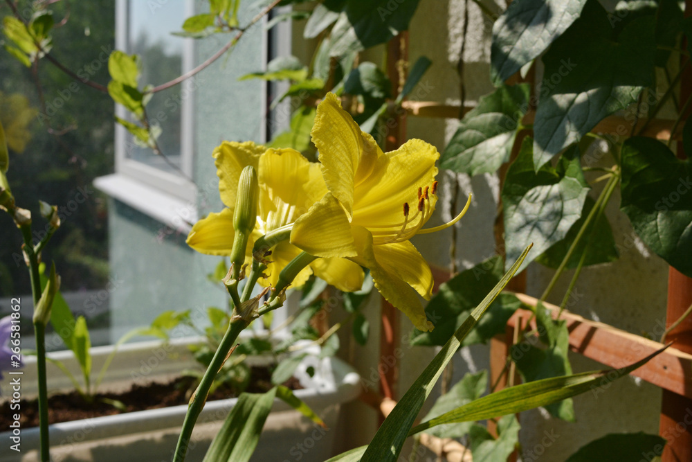 Obraz premium Bright blooming daylily in cozy garden on the balcony. Yellow flowers in sunny summer day.