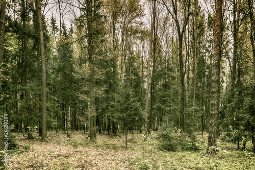 Wald, Mischwald, Waldlandschaft