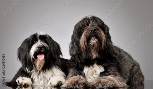 Schilderij op canvas Studio shot of 2 adorable Tibetan Terrier lying and looking curiously at the cam