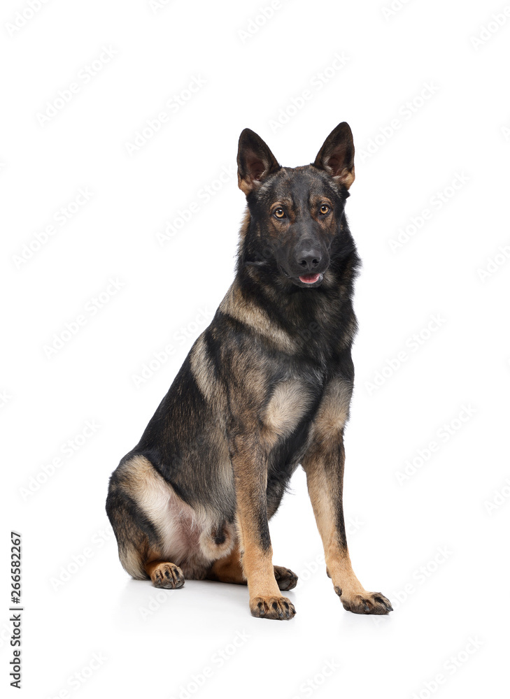 Studio shot of an adorable German Shepherd dog sitting and looking curiously at the camera