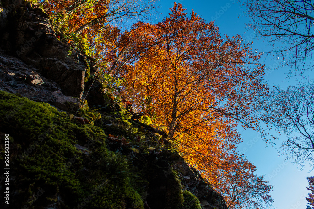 Bunter Baum im Herbst hinter Felswand