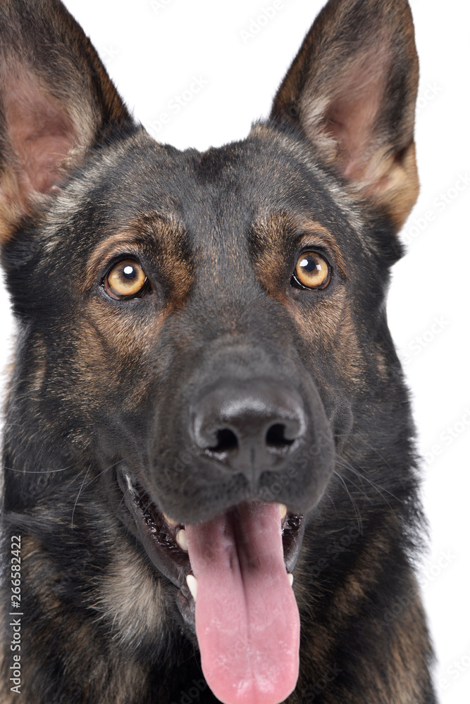 Portrait of an adorable German Shepherd dog looking curiously