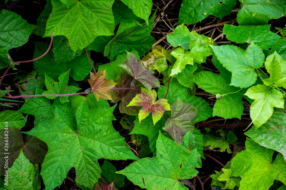 Green leaf background or the naturally walls texture Ideal (selective focus) Green leaf background or the naturally walls texture Ideal (selective focus)