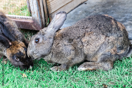 Closeup brown rabbit is lying down on the green grass in the zoo © Hatori_Shisuka