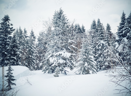 Lovely winter scenery with Fir trees covered with snow on a winter mountain. Shin Hotaga, Takayama, Japan.