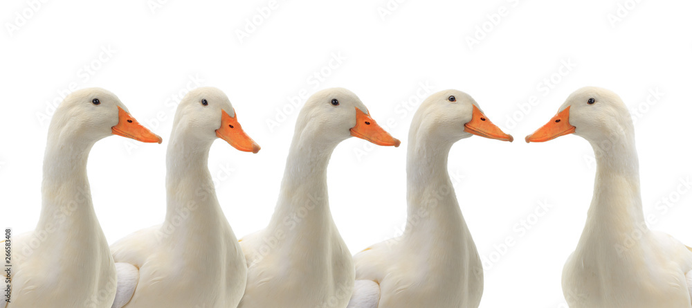 portrait five ducks isolated on white portrait five ducks isolated on white