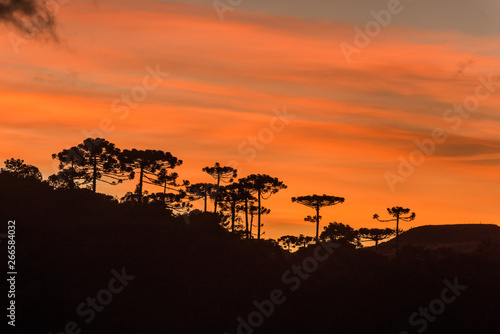Sunrise in the Sierra Catarinense, colorful sky with silhouette of araucarias forest.
