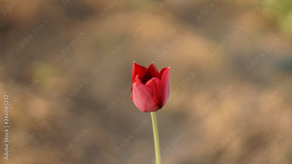 Obraz premium lonely tulip, одинокий тюльпан, нежность