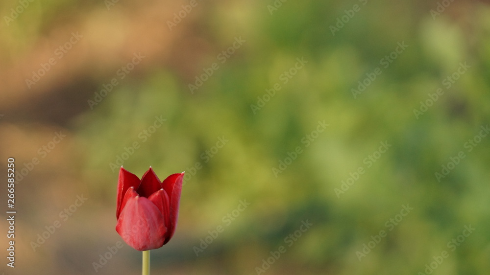 lonely tulip, одинокий тюльпан, нежность