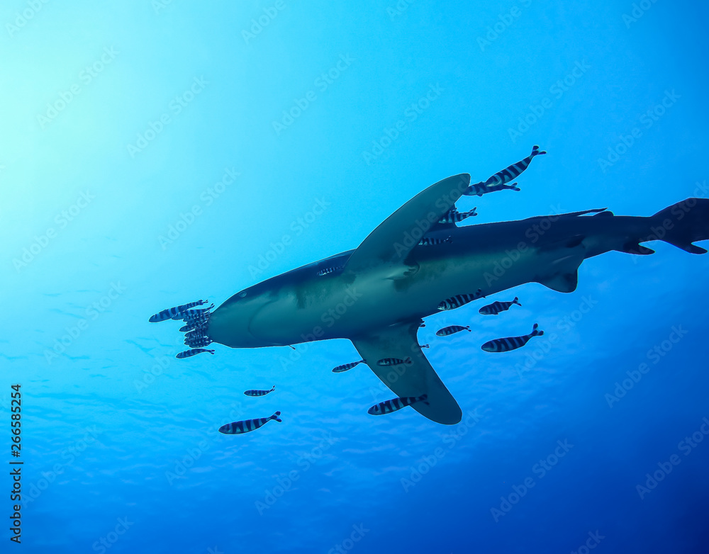 Obraz premium Underwater world in deep water in coral reef and plants flowers flora in blue world marine wildlife, travel nature beauty exploration in diving trip,adventures recreation dive. Fish, corals, creatures
