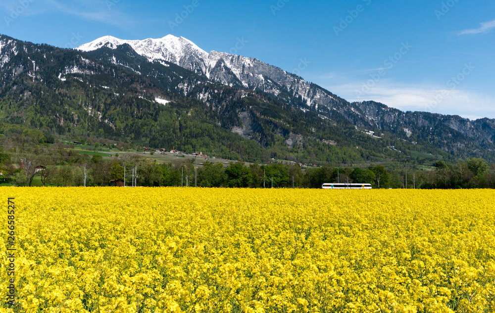train speeding through country landscape with snowcapped mountains and rapeseed canola fields