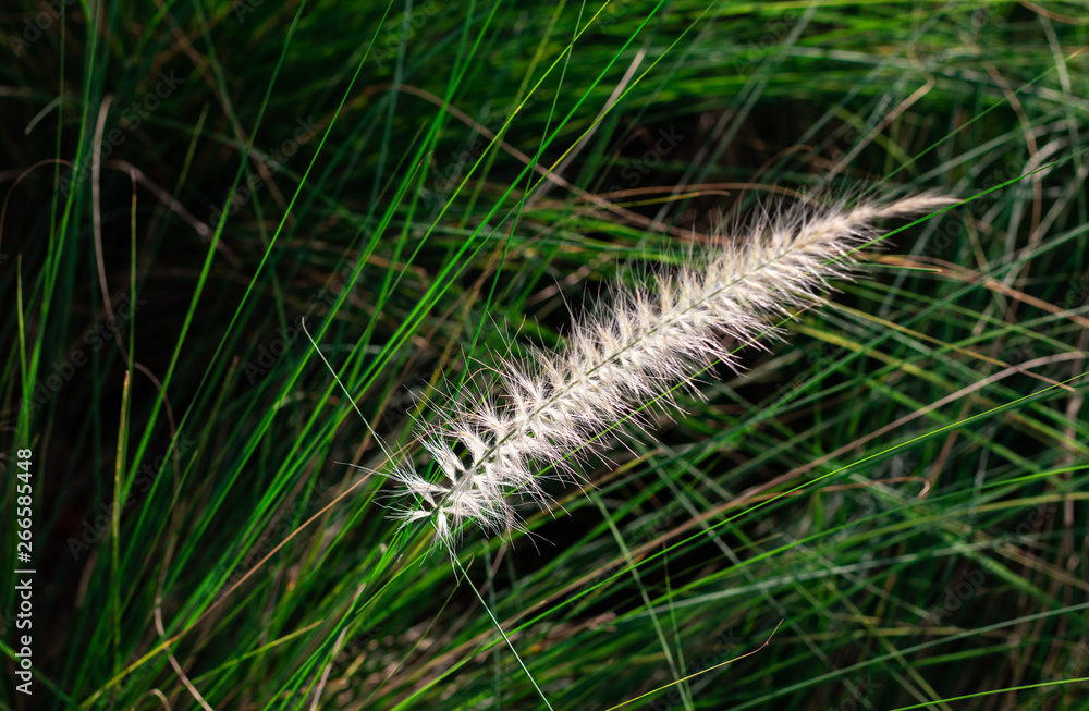 Closeup softy fluffy white petal of the flowering of Fourtain Grass (Pennisetum Setaceum (Forssk) Chiov) are blooming and swaying along the wind on nature green leaves background