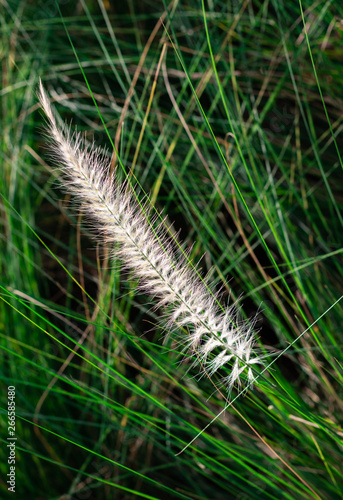 Closeup softy fluffy white petal of the flowering of Fourtain Grass (Pennisetum Setaceum (Forssk) Chiov) are blooming and swaying along the wind on nature green leaves background