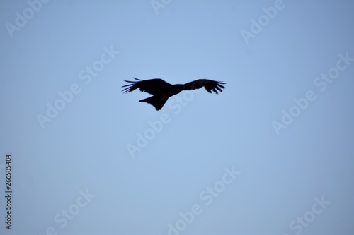 Silhouetted Front view of a single Indian black pariah kite  Milvus migrans  flying in blue sky background with copy space - Freedom concept