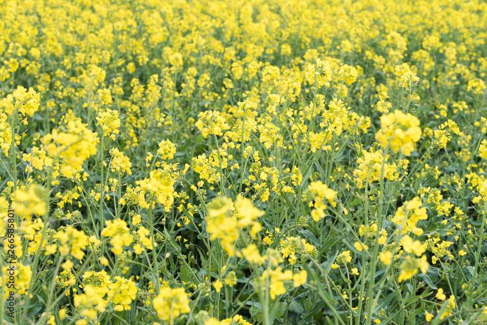 field of yellow flowers field of yellow flowers
