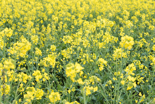 field of yellow flowers © Chopard Photography