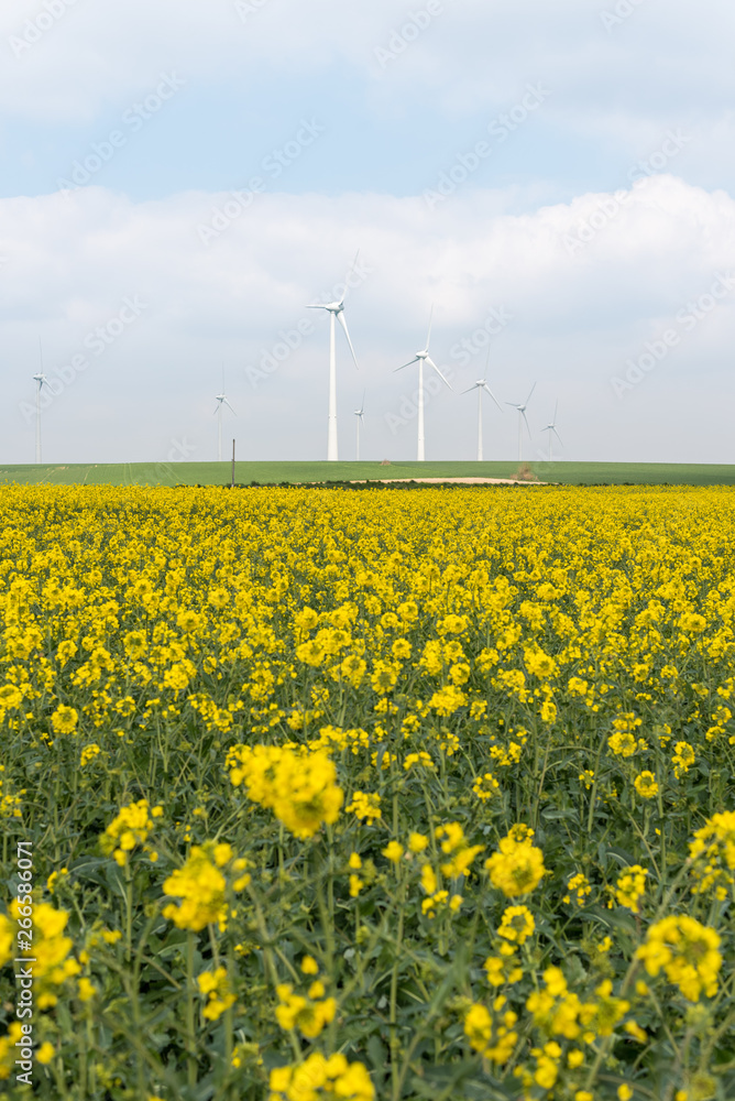 Fototapeta premium Wind energy plants in a field of blooming oilseed rape 