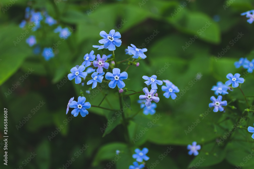 Macro photo of young Myosotis flowers in spring. Bruner Shrub Blue Macro photo of young Myosotis flowers in spring. Bruner Shrub Blue