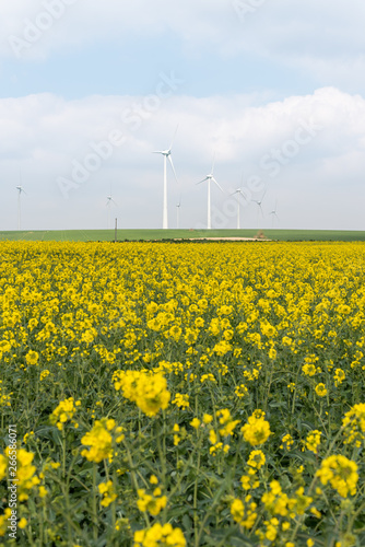 Wind energy plants in a field of blooming oilseed rape 