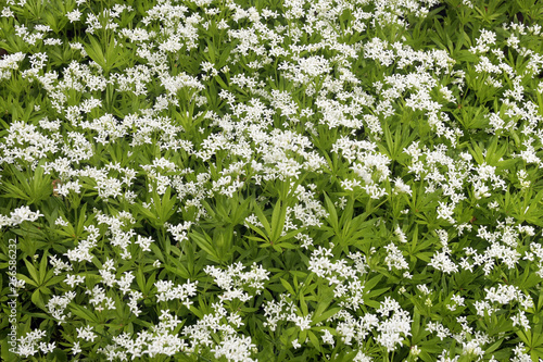 waldmeister photo