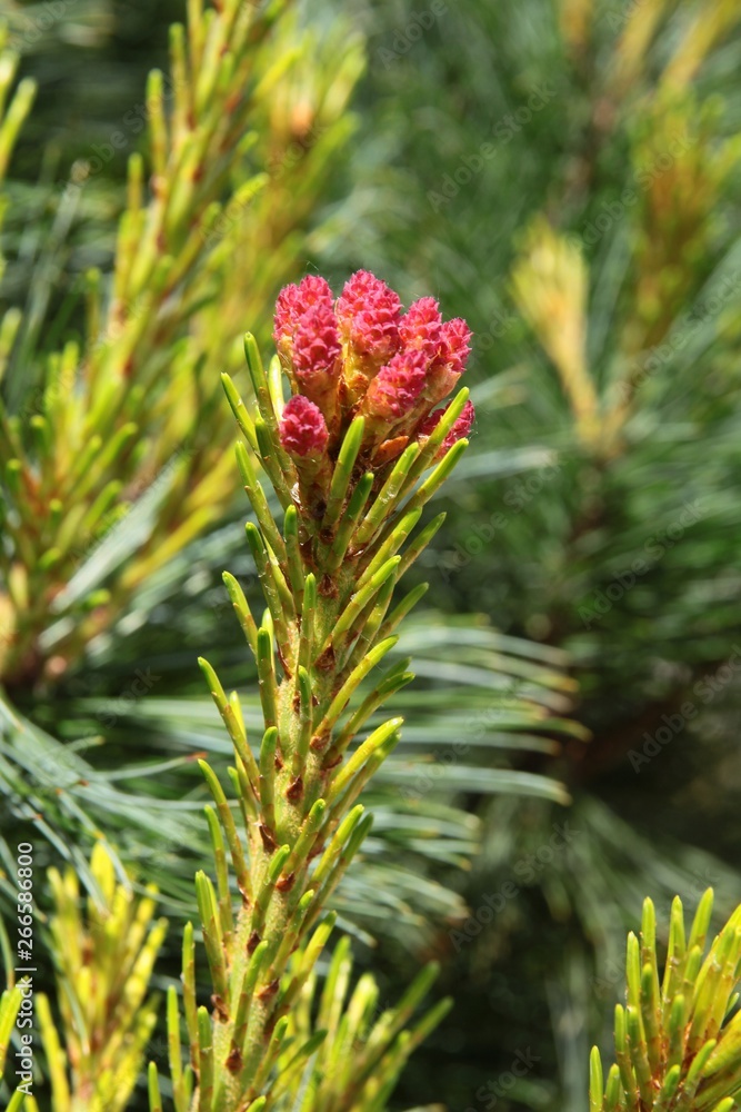 pine tree with buds and growing twigs and cones pine tree with buds and growing twigs and cones