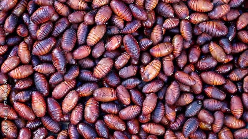 Many silkworm larvae moving on pile. Many silkworm larvae moving on pile.