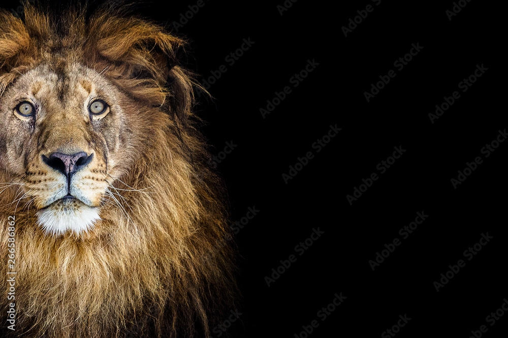 Fototapeta premium Portrait of a beautiful lion and copy space. Lion in dark