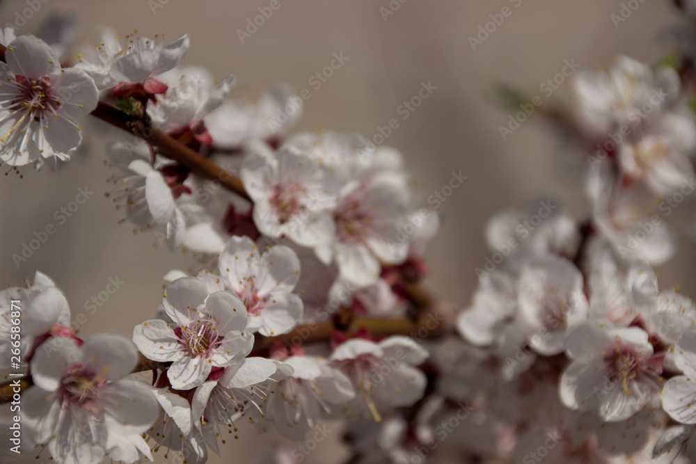 delicate flowers on the branches of the apricot blossomed in the spring delicate flowers on the branches of the apricot blossomed in the spring