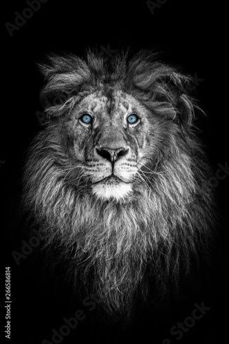 Fototapeta Naklejka Na Ścianę i Meble -  Portrait of a beautiful lion and copy space. Lion in dark