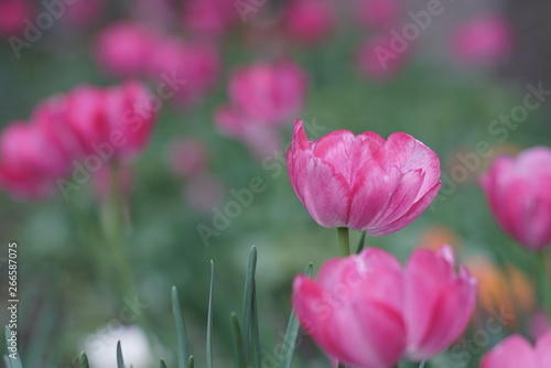 Pink magenta tulips