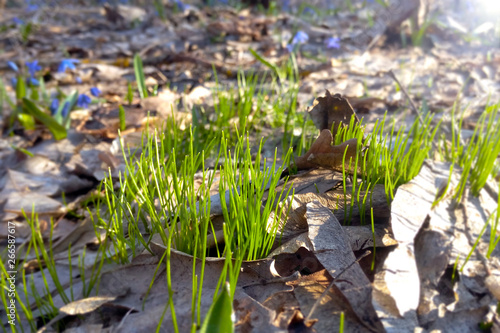 Young grass sprouts in the forest in spring on a Sunny day macro image
