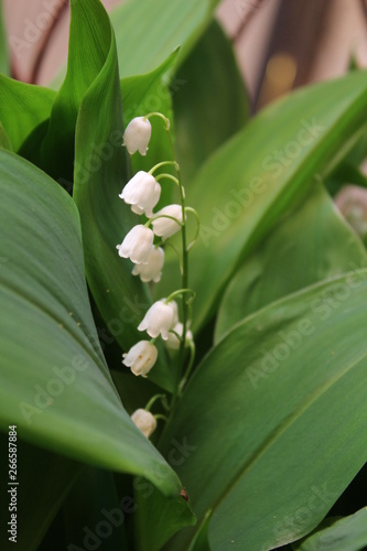 Convallaria majalis common Lily of the valley in blossom with beautiful white bell flowers