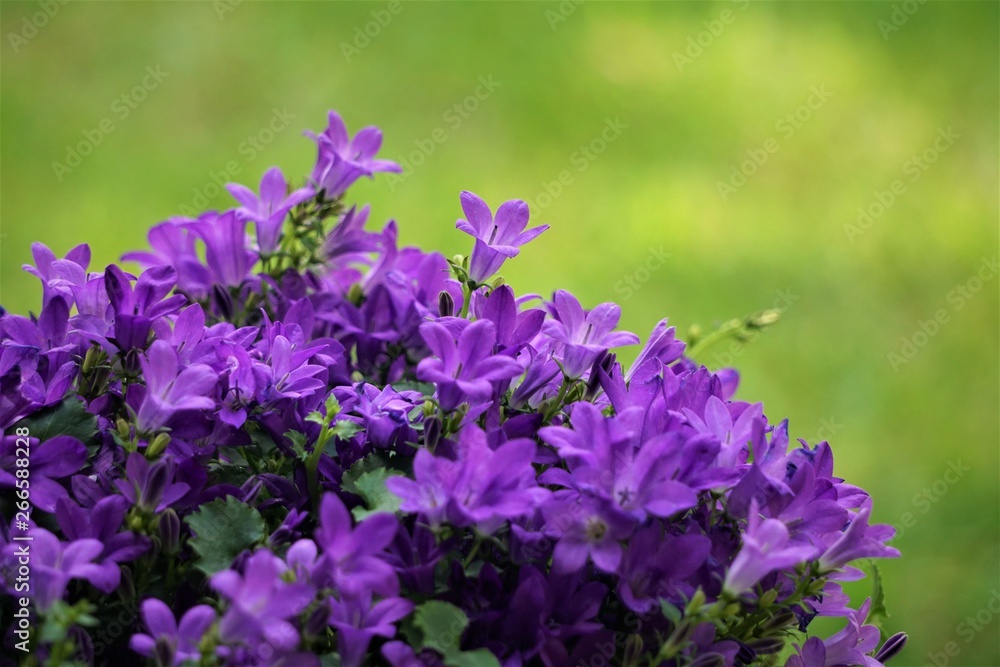 Fototapeta premium Purpurowe kwiaty dzwonka dalmatyńskiego lub dzwonka Adria lub dzwonka ściennego (Campanula portenschlagiana) kwitnące na niewyraźnym tle ogrodu, wiosna w stanie Georgia w USA.