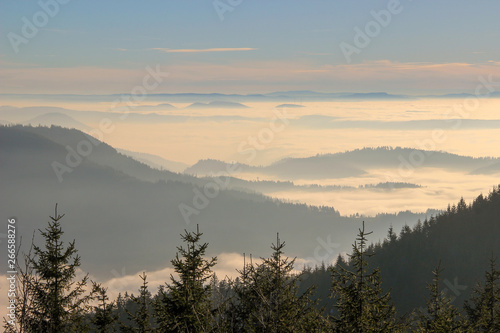 great view on foggy mountains with trees in the front