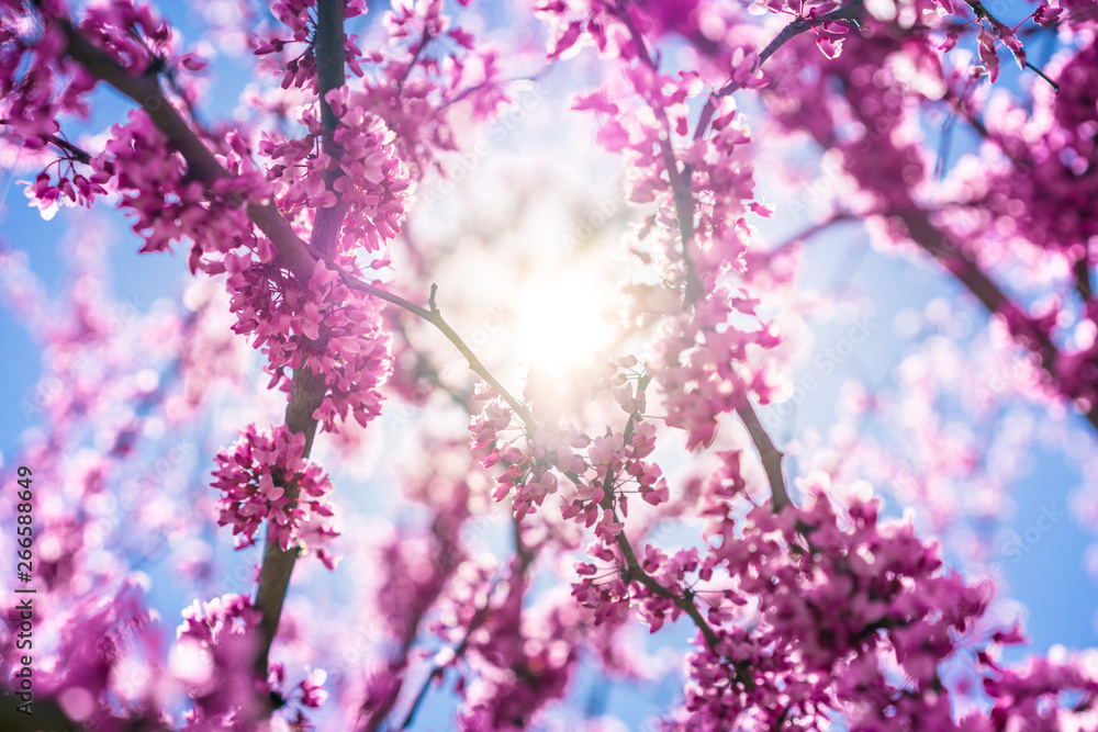 Blossom purple flower tree on blue sky background, wallpaper backdrop, spring