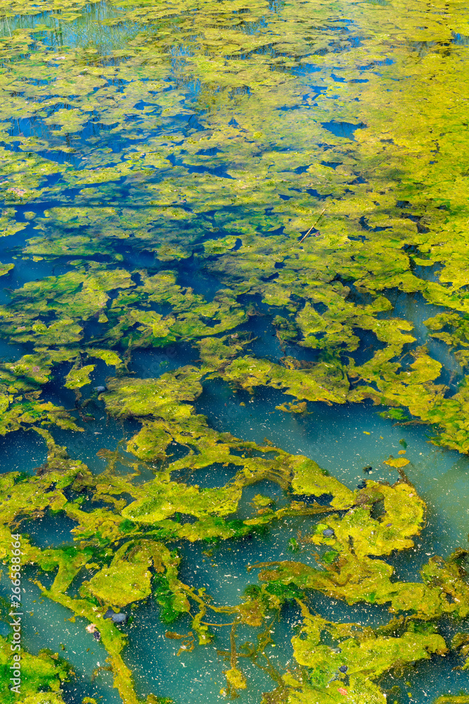 Green algae closeup texture background, blooming on blue lake water