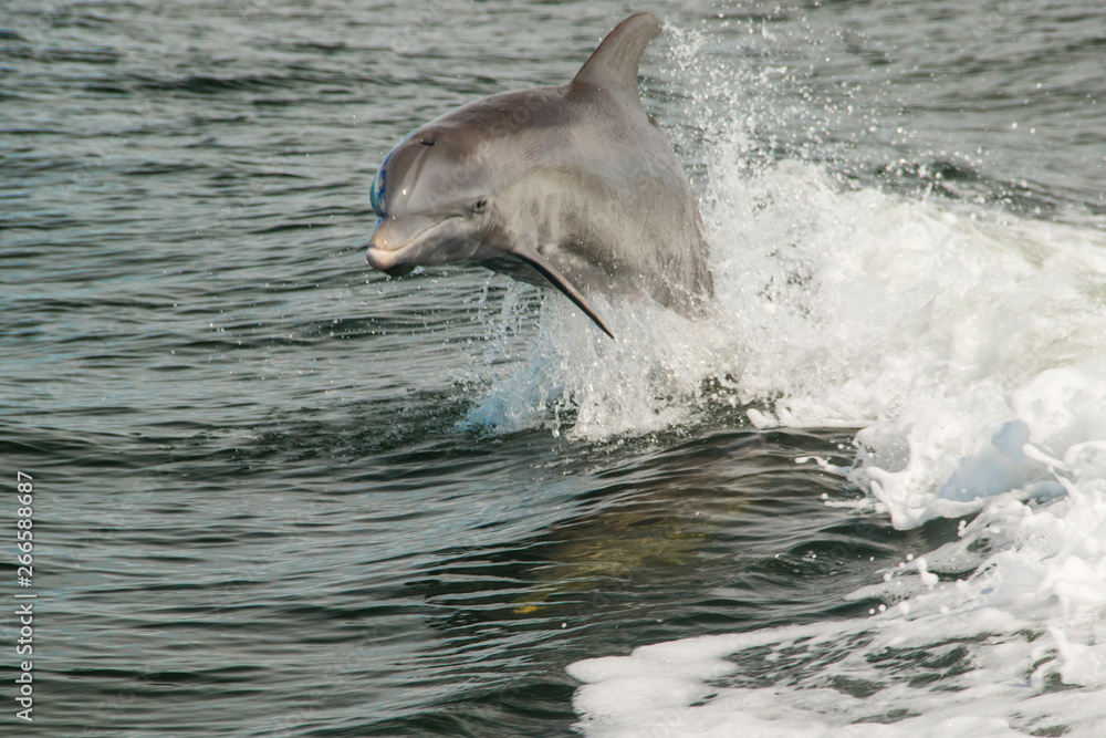 Fototapeta premium Dolphin Surfing the Wake in Gulf of Mexico